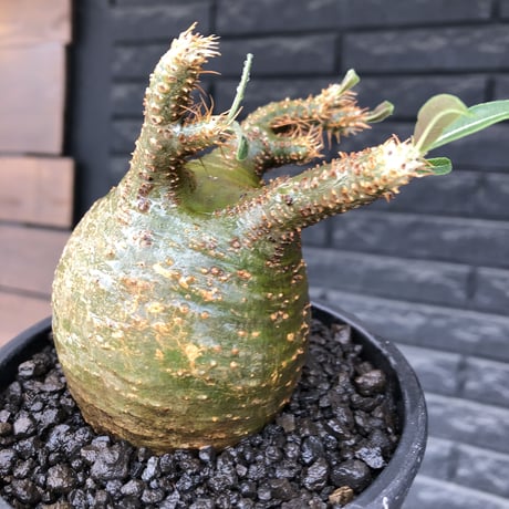 pachypodium  gracilius《M size》希少‼︎球体極green肌※現地球発根済株※かわいさmax球体樹形&極green肌な渾身の一株※mad black pot植え