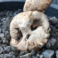 pelargonium  nova《L size》※現地球株発根済※丁度年月かけ脱皮後のためツルツル表皮も愛らしい大株※black pot植え