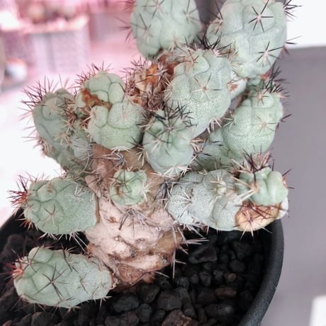 ortegocactus   macdougallii