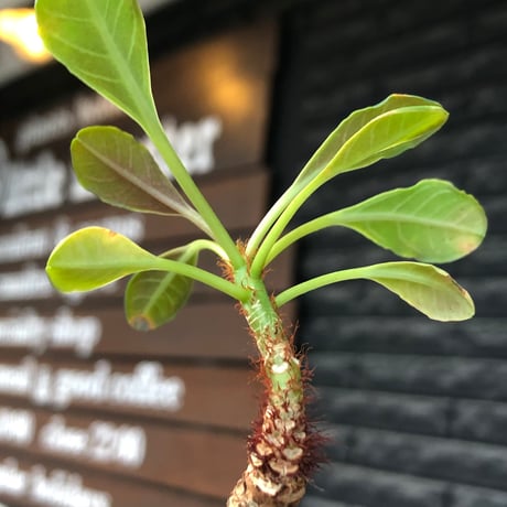 euphorbia ramena《M size》※現地球株発根済※ぽっこり丸み強き株元＆絶妙に捻くれた枝振りバランスが愛らしいラメナ※black bowl pot植え