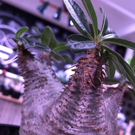 packypodium  cactipes《M size》※現地球発根済み株‼︎  （限定1株）※店主3年管理株‼︎※葉の色も濃く、横筋強き激おすすめカクチ‼︎※mad black pot植え