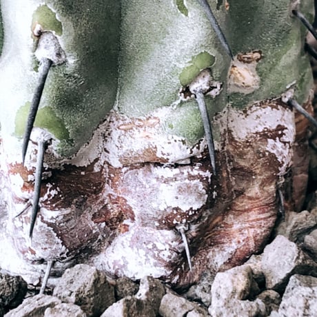 copiapoa cinerea 黒王丸《大きめM size》激希少※現地球発根後店主国内管理13年株※選抜特選株※mad black bowl pot植え
