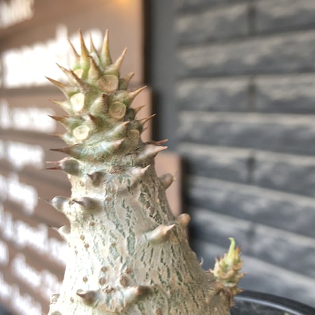 pachypodium windsorii《M size》※選抜littmon seed🌱※weight低き極ぼってり株元&枝振りも◎良樹形※mad black pot植え