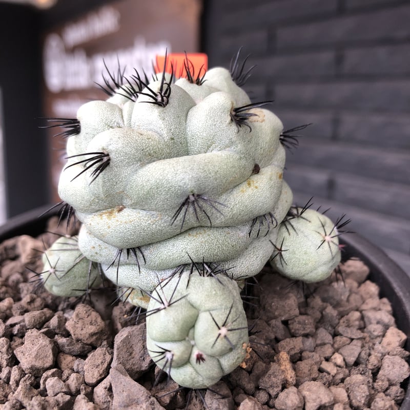 ortegocactus macdougallii《LL size》激希少monster ortegocactus macdougallii《LL size》激希少monster