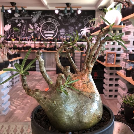 packypodium  gracilius《LL size》W-he'd株※現地球発根済株※店主国内管理6年株※良バランス＆現地焼け＆短枝ぼってり選抜株‼︎※mad black bowl pot植え