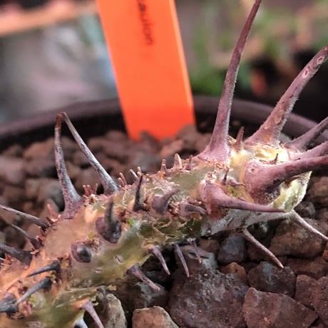 sarcocaulon herrei《M size》※今や希少な南アフリカ物‼︎gapある白く綺麗な大輪を咲かす冬型caudex‼︎丈の締まったwild株※mad  black  bowl pot植え