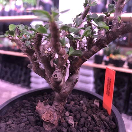 sarcocaulon  vanderietiae《M size》※現地球発根済み株‼︎※サルコカウロン 希少夏型‼︎ ※mad  black  pot植え ※店主管理国内３年株※限定2株