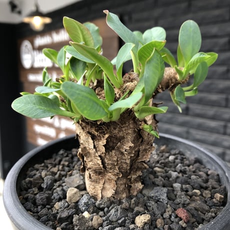 euphorbia  itremensis 《M size》※現地球発根済株※店主国内管理3年株※個体ごと樹形が違う成長過程も楽しめ木質の表皮も魅力な堪らない人気者※mad black pot植え