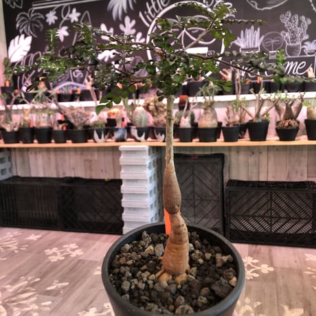 opercullicarya   decaryi  littmon  seed🌱  《5年半株》※大変成長は早く、幹幅も太く育ってくれた選抜株‼︎※mad  black  pot植え　※限定3株