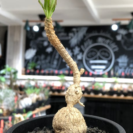 euphorbia cremersii《L size》※現地球株発根済※ぽっこりとまん丸塊根&葉の淵には赤みを持ちギザギザ葉の可愛いCITES1希少種※black pot植え