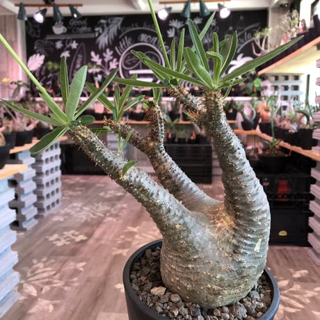 packypodium  gracilius《大きめM size》※現地球発根済株※店主国内管理3年株※大きめbalance整ったグラキ‼︎開花しかわいさ倍増中※mad black pot植え