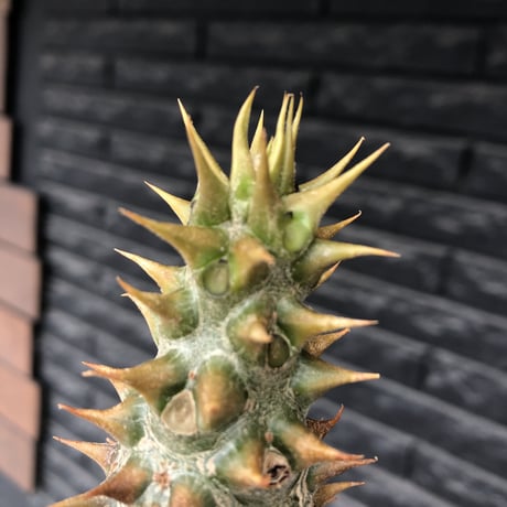pachypodium  baronii《LL size》※激希少‼︎現地球発根後店主国内管理9年株※激極太幹を持ちどっしり構えの男前‼︎太いstuds棘が堪らない※mad black pot植え
