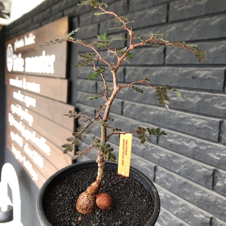 operculicarya  pachypus  littmon  seed🌱 《6年株》※幹も太くなり始め株元ボコボコ感も強き丈の締まったパキプス※mad black pot植え