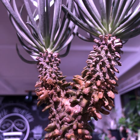 tylecodon  wallichii  和名＝奇峰錦《大きめM size》※大変綺麗且つwildなワリチー※店主管理4年株※ mad black pot植え