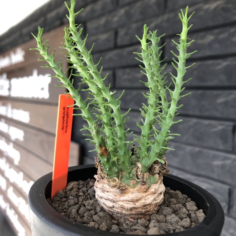 euphorbia gorgonis《M size》※現地球発根後店主国内管理2年株※人気🐙タコもの‼︎美多肉質葉&木質wild塊根の二面性が魅力※mad  black  pot植え