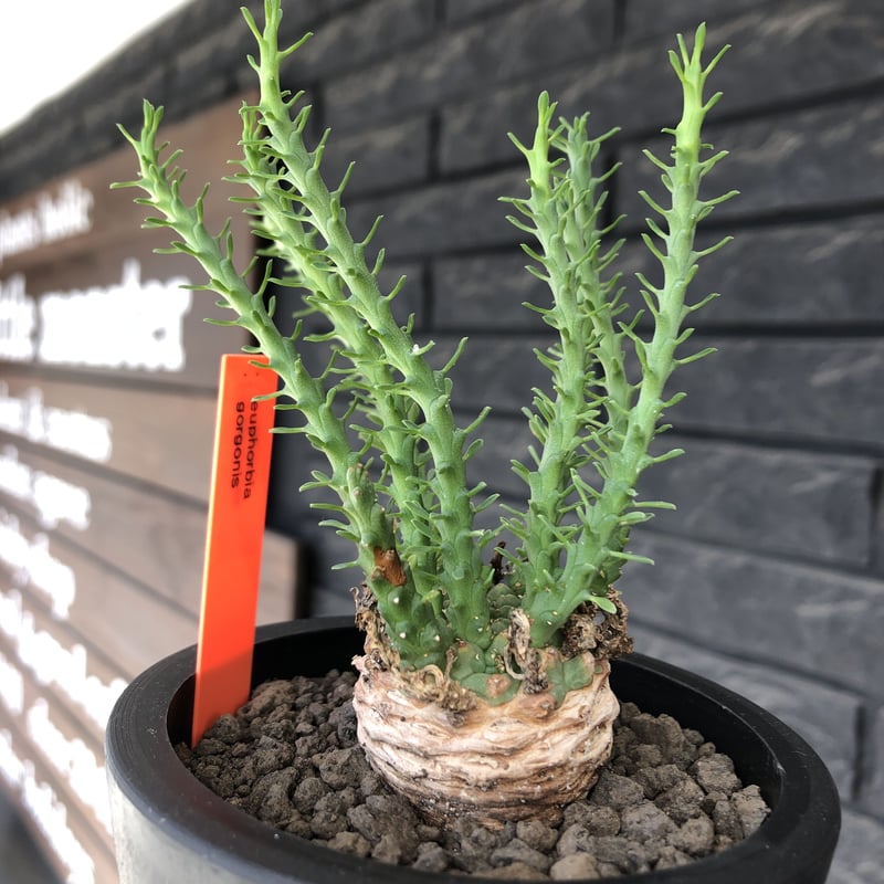 なぬかす　ゴルゴニス　スティローサ　グラキリス　まとめ現地球 m22339909238_1.jpg?1759149596