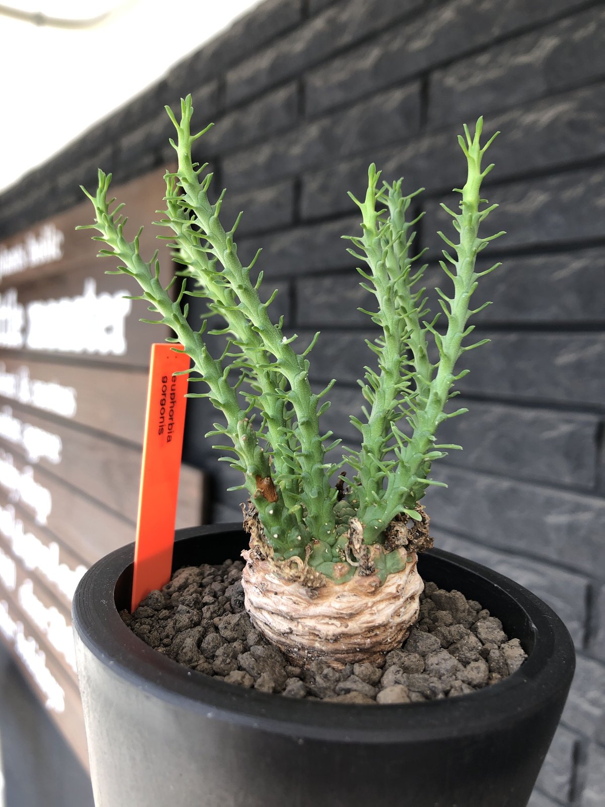 euphorbia gorgonis《M size》※現地球発根後店主国内管理2年株※人気🐙タ