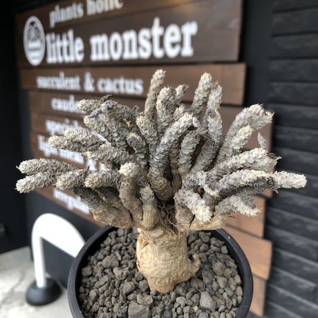 euphorbia tulearensis《 L size》※現地球発根済株※驚愕‼︎bigサイズ‼︎希少性激高塊根ユーフォルビア‼︎大振り＆枝振りも半端なき一株※mad black pot植え
