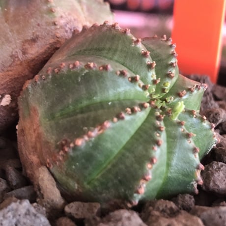 euphorbia  obesa《小さめM  size》W-he'd株※現地球発根済株※一部木質化した双頭オベサ※mad black bowl pot植え
