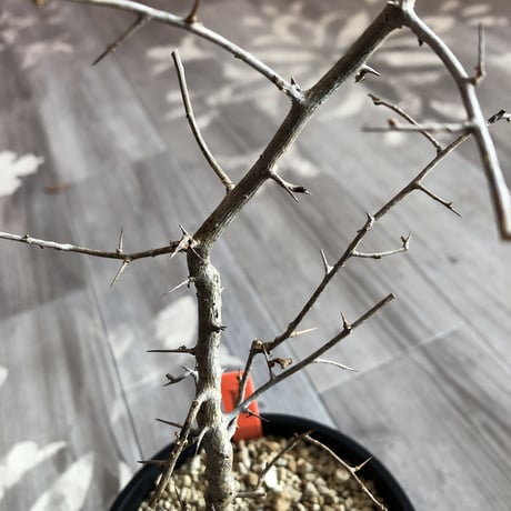 commiphora    simplicifolia《M size》