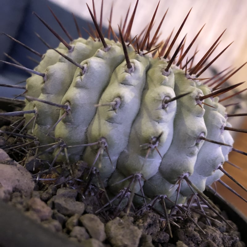 copiapoa cinerea var.columna-alba《M size》 現地
