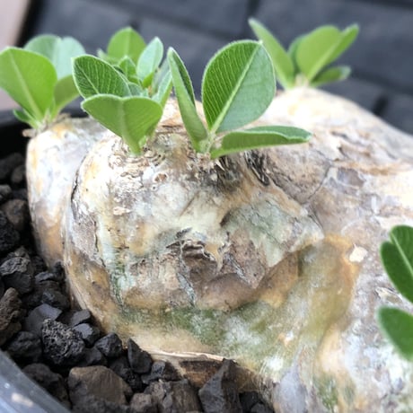 pachypodium brevicaule恵比寿笑い《大きめM size》※現地球発根後店主国内管理3年株※大きめながら纏まった良サイズ感‼︎※mad black bowl pot植え