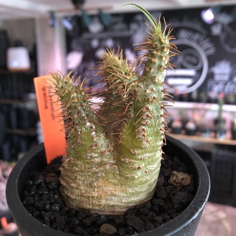 pachypodium gracilius《大きめS size》希少‼︎green肌※現地球発根済株※店主国内管理2年株※ボコボコ立体樹形でwild感強きgreen肌※mad black pot植え