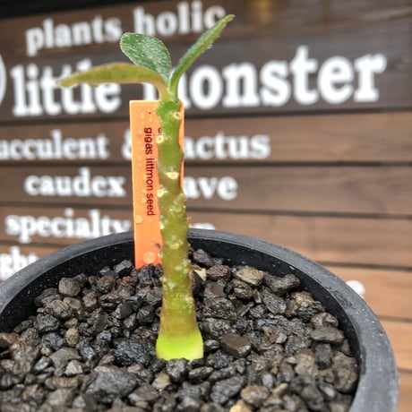 希少‼︎ dorstenia   gigas《大きめS size》littmon  seed🌱（実生株）※今季成長&枝振りに期待できる将来有望人気者ギガス※mad black pot植え