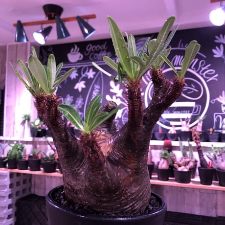 packypodium  gracilius《L  size》※現地球発根済株※店主国内管理3年株※現地焼けの自己主張強きぼってりwildグラキ‼︎※mad black pot植え