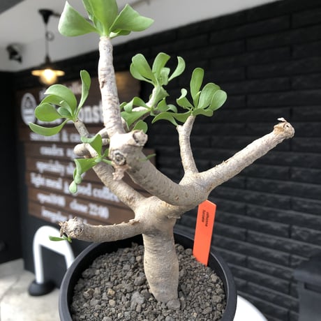 othonna furcata《M size》極白肌&極太幹株※現地球発根後店主国内管理3年株※極美白肌且つ小振りで丁度良きサイズ感※mad black pot植え