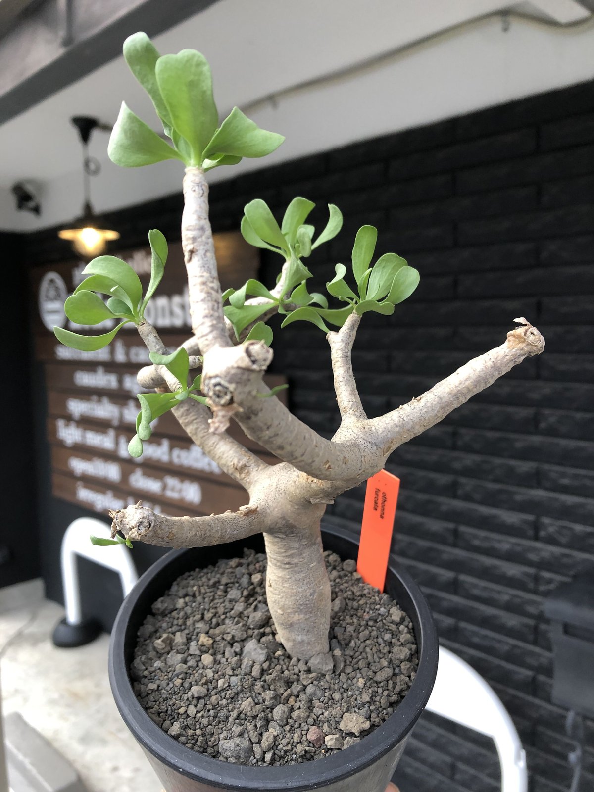 【極美・白肌】オトンナ・フルカタ 塊根植物 コーデックス　発根済 othonna furcata《M size》極白肌&極太幹株※現地球発根後店主国内管理3