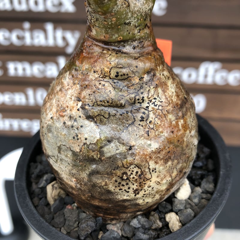 packypodium gracilius《M size》激丸球体株※現地球発根済株※店主国