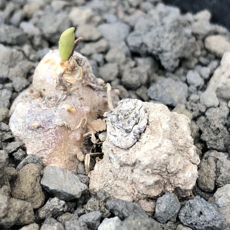 eriospermum cooperi《L size》驚愕‼︎冬型激希少年代物※現地球発根後店主国内管理8年株※年代物&立体塊根＆極美しい大きな葉も魅力な一株※mad black pot植え