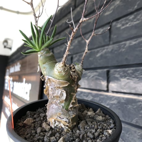 tylecodon  reticulatus《M size》※現地球発根済株※店主国内管理4年株※棘も多く残っており幹太めな味深き一株‼︎美しさ &impact絶大※mad black pot植え