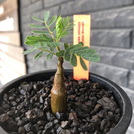 senna  meridionalis《 SS size》littmon seed🌱※小振りながら大切に育てた成長楽しみ可愛いセンナ※mad black pot植え