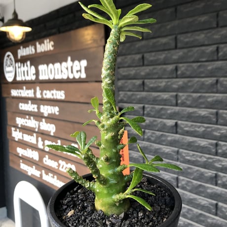 希少‼︎dorstenia gigas《小さめL  size》littmon  seed🌱9年株※極太ぼってり株元に良枝振りなリトモン渾身の一株※mad black pot植え