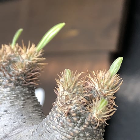 pachypodium gracilius《大きめS size》※極短枝ぼってり株※現地球発根後店主国内管理3年株※極短枝且つぼってり愛くるしい一株※mad black pot植え