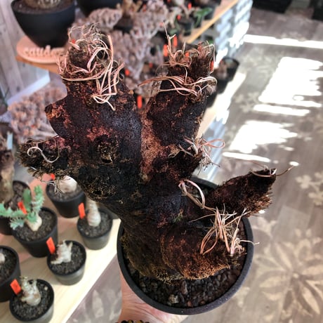 xerophyta  trichophylla《S size》※現地球発根済株※驚愕強靭株※限りなくweightはlow‼︎品種としこれでもかわいい小振りサイズ‼︎※mad black pot植え