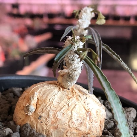 euphorbia  waringiae《 M size》※現地球発根済株※店主国内管理3年株※希少‼︎オレンジ色の球体樹形なかわいい奴※mad black bowl pot植え