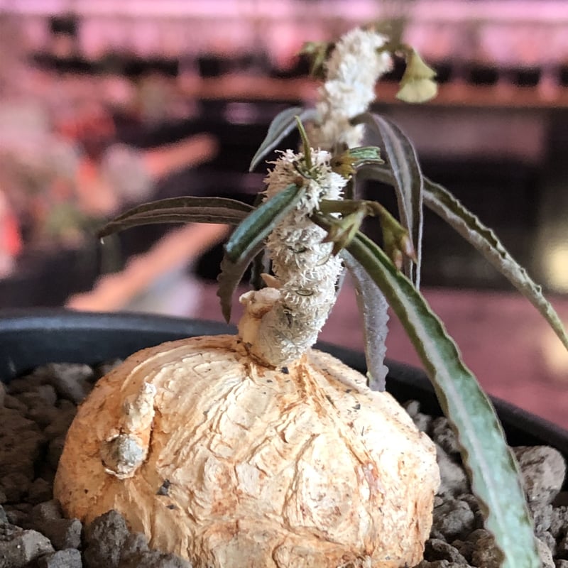 euphorbia waringiae《 M size》※現地球発根済株※店主国内管理3 euphorbia waringiae《 M size》※現地球発根済株※店主国内管理3