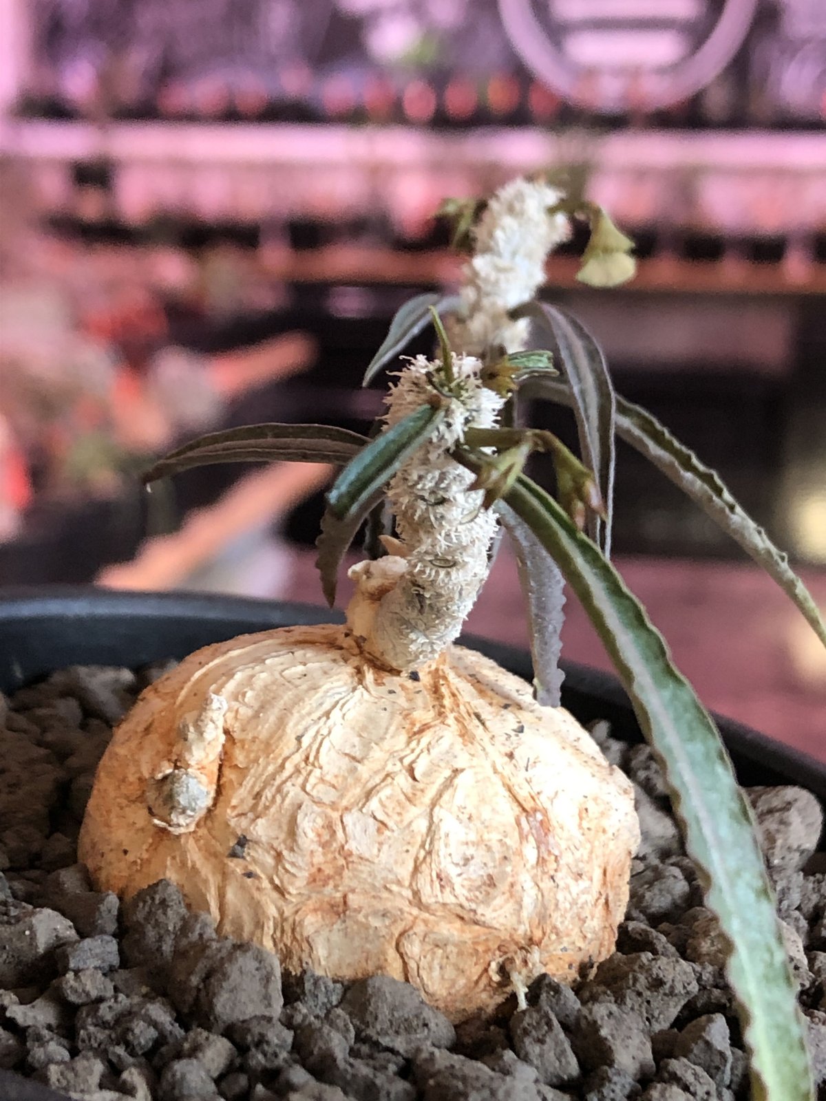 euphorbia waringiae《 M size》※現地球発根済株※店主国内管理3年株