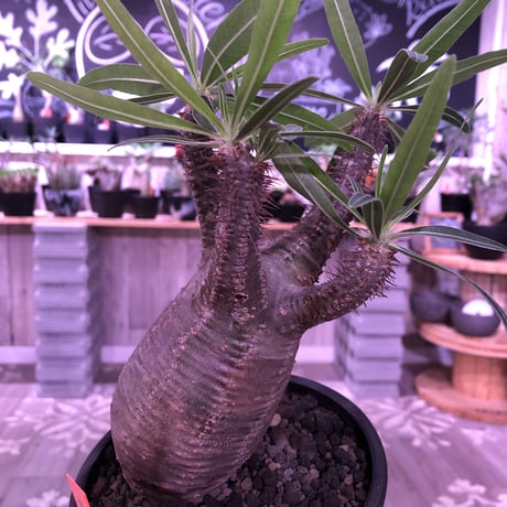 packypodium  gracilius《M size》※現地球株発根済み株‼︎  （限定1株）まだまだ葉を展開中のblack肌グラキ※mad black pot植え‼︎