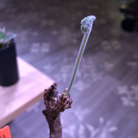 pelargonium  triste《M size》※大変生命力を感じる朽ちくした株裏の樹形‼︎※mad black pot植え