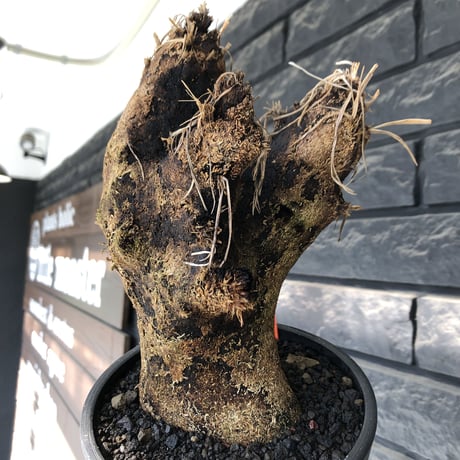 xerophyta trichophylla《S size》※現地球発根後店主国内管理2年株※驚愕強靭株※枝振り良くweightもlow‼︎かわいい小振りサイズ※mad black pot植え