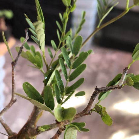 senna  meridionalis《 小さめM size》※現地球発根済株※大変幹の色が濃く、特化した肌質のセンナ‼︎上品＆綺麗な逆になきサイズ感‼︎※オススメ株※mad black pot植え