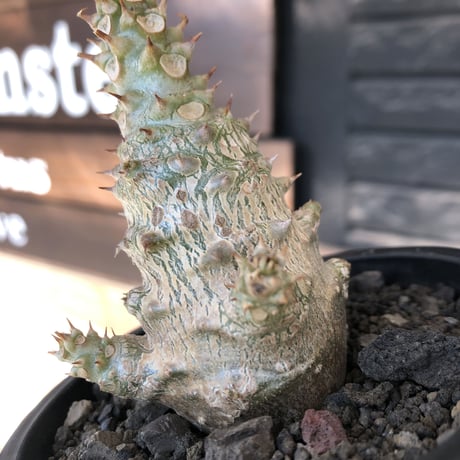 pachypodium windsorii《M size》※選抜littmon seed🌱※weight低き極ぼってり株元な良樹形※mad black pot植え