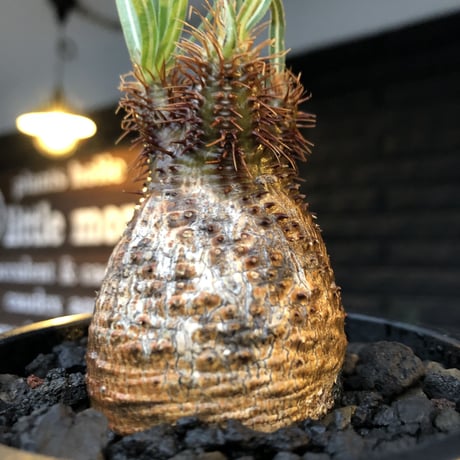 packypodium  gracilius《S size》赤肌＆現地焼け株※現地球発根済株※店主国内管理2年株※短枝赤肌の小振りでも味深き一株‼︎※mad black pot植え