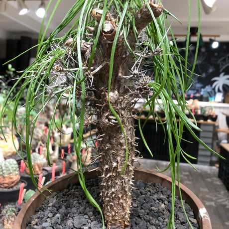 didierea madagascariensis《LL size》※現地球極太大株発根済※古木感強く垂れ下がる涼しげな葉と棘のコントラストが堪らない※brown marble bowl pot植え