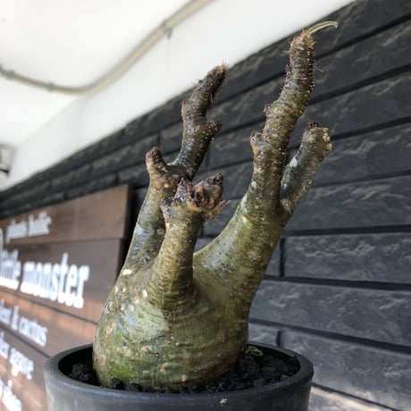 pachypodium gracilius《M size》※希少‼︎極green肌&良樹形※現地球発根後店主国内管理3年株※くっくりgreen肌が堪らなくエグい一株※mad black pot植え