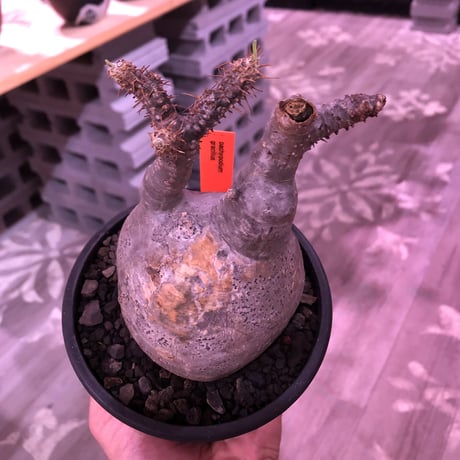 packypodium  gracilius《大きめM size》※現地球発根済株※希少二頭枝の現地焼けぼってりグラキ‼︎良きバランスな選抜株※mad black pot植え